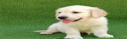 Golden Retriever perros en venta: Golden Retriever - Anuncio 9