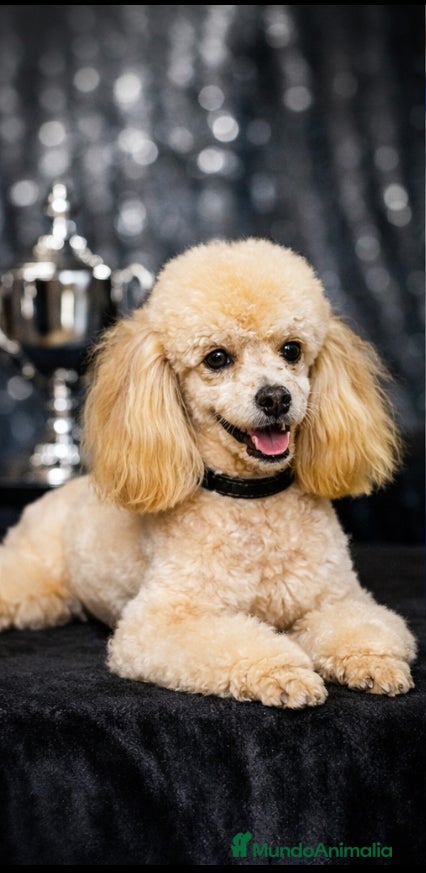 Caniche Toy perros Cachorros caniche toy - Anuncio 23