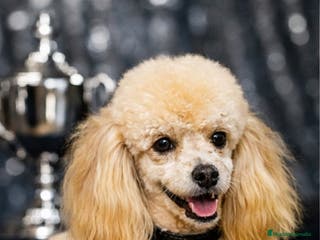 Caniche Toy perros Cachorros caniche toy - Anuncio 23