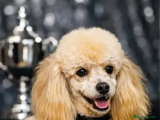 Caniche Toy perros Cachorros caniche toy - Anuncio 11