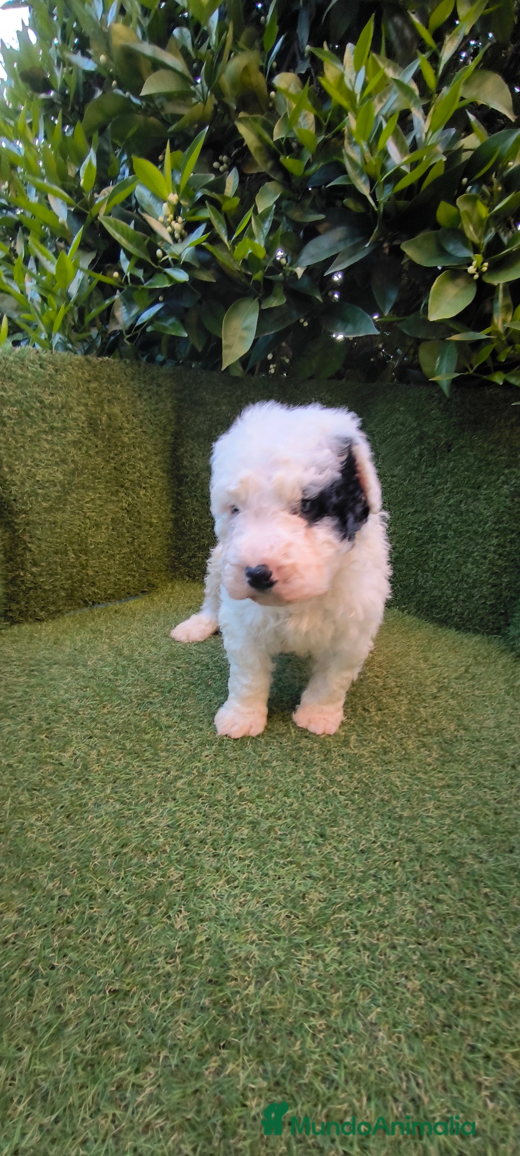 Perro de Agua Español perros perros agua chocolates , blancos  - Anuncio 4