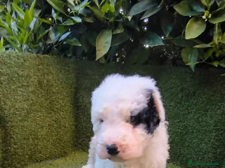 Perro de Agua Español perros perros agua chocolates , blancos - Anuncio 18