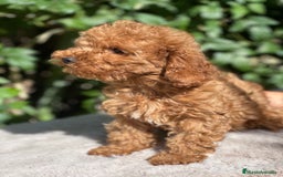 Caniche Toy perros en venta: Caniche toy  - Imagen 2
