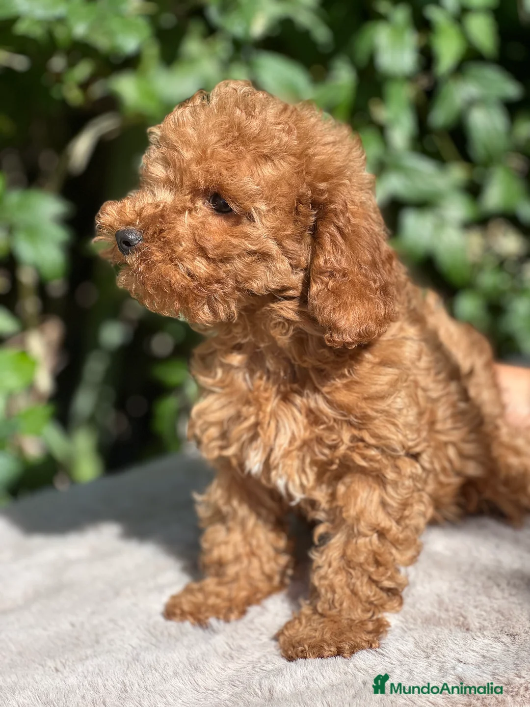 Caniche Toy perros en venta: Caniche toy  - Anuncio 2