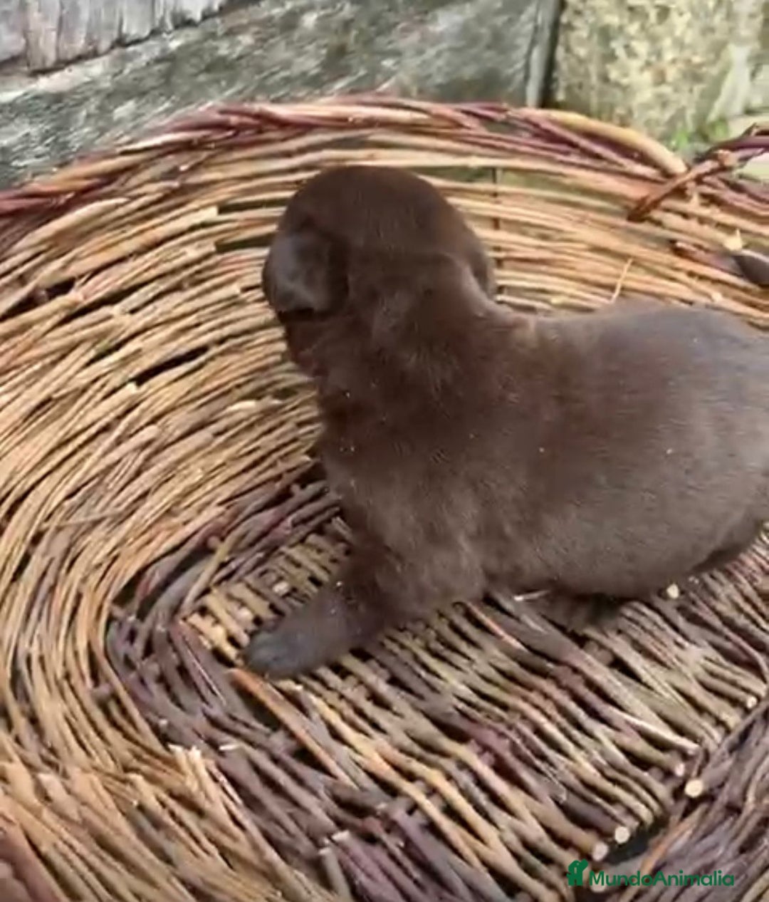 Labrador Retriever perros en venta: Labrador retriever  - Anuncio 6