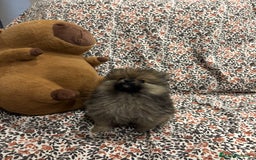 Pomerania perros en venta: Lulu pomerania mini toy - Imagen 4