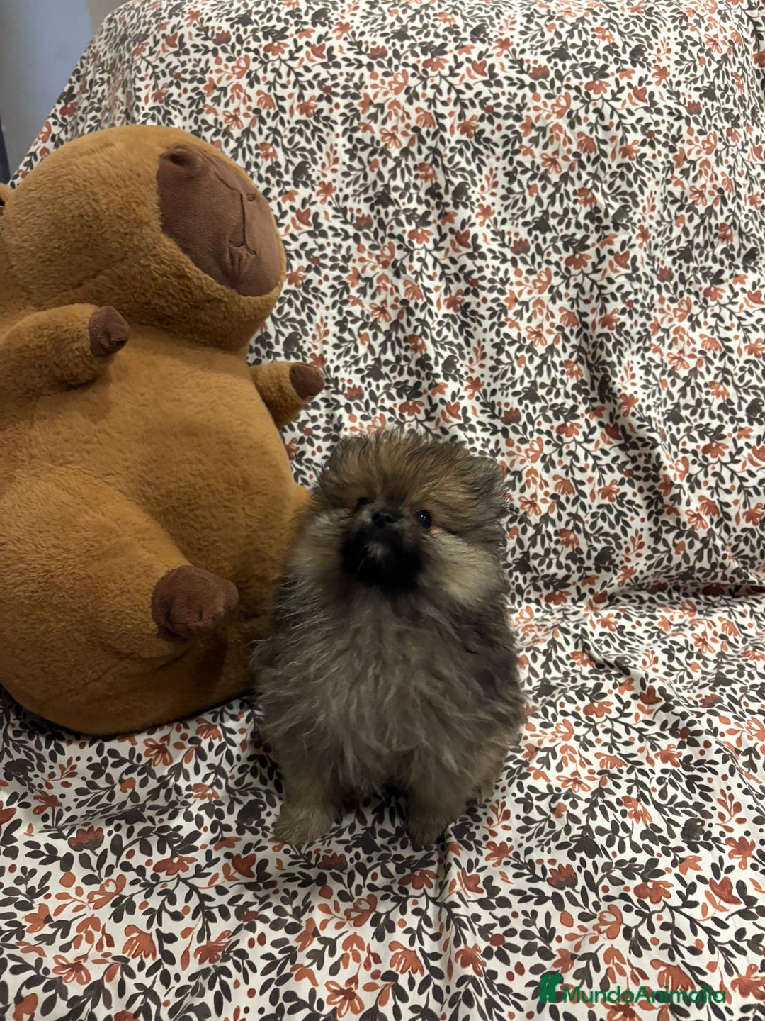 Pomerania perros en venta: Lulu pomerania mini toy - Imagen 4