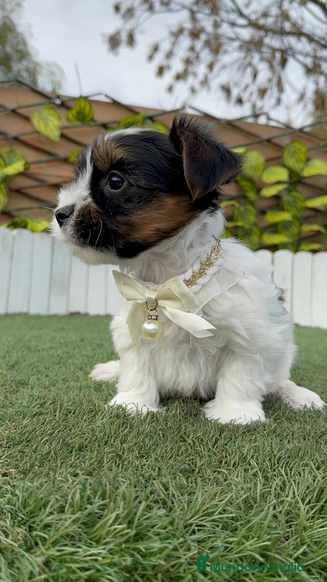 Yorkshire Terrier perros en venta: YORKSHIRE BIEWER - Anuncio 13