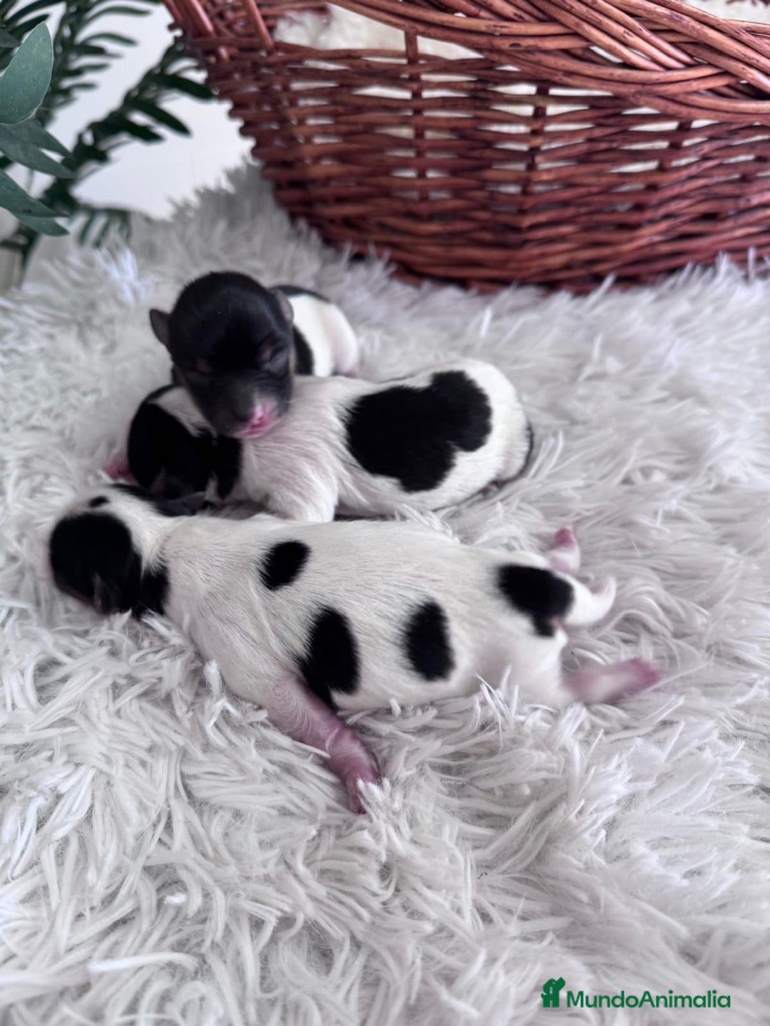 Yorkshire Terrier perros en venta: YORKSHIRE TERRIER BIEWER - Imagen 2