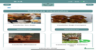 Caniche Toy perros - Anuncio 14