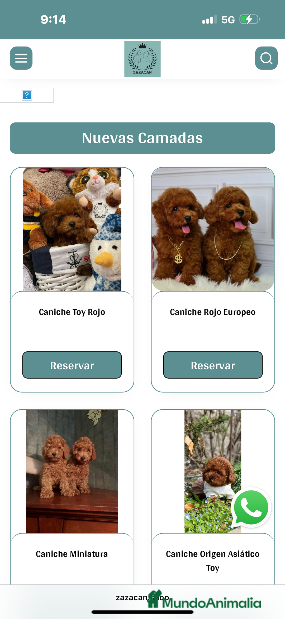 Caniche Toy perros en venta: caniche asiático  - Imagen 2