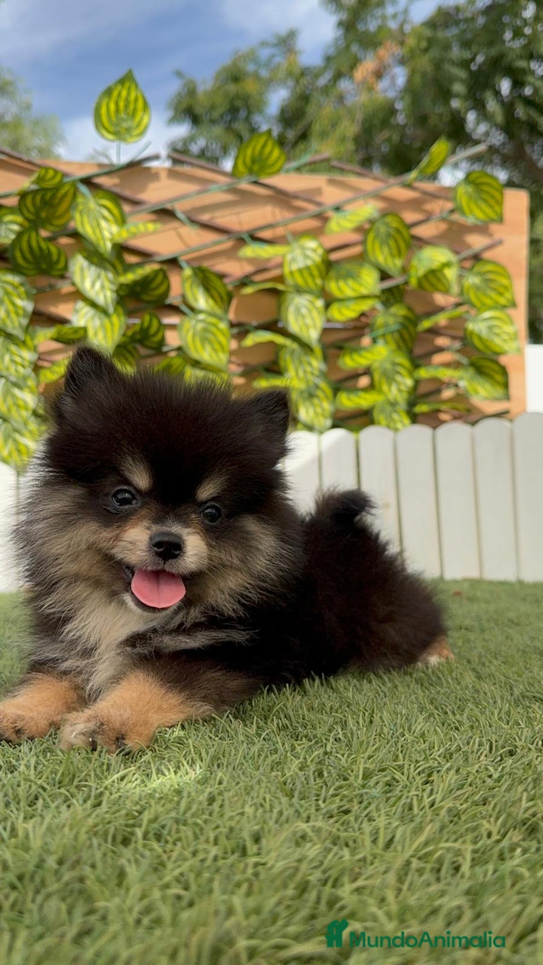 Pomerania perros en venta: POMERANIA HEMBRA - Imagen 6