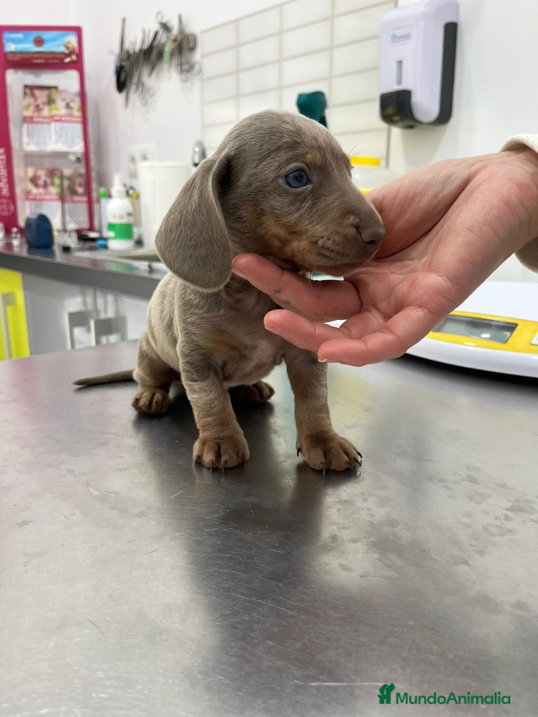 Teckel perros en venta: Teckel Mini - Anuncio 2