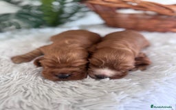 Cocker Spaniel Inglés perros en venta: COCKER SPANIEL INGLES - Anuncio 3
