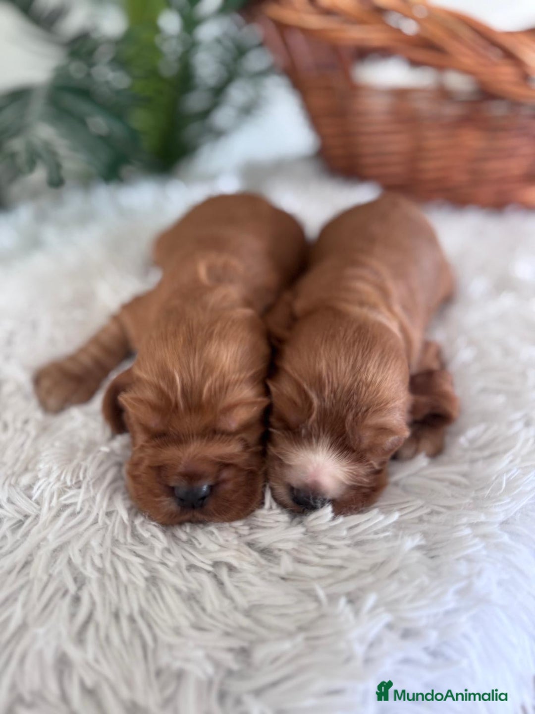 Cocker Spaniel Inglés perros en venta: COCKER SPANIEL INGLES - Anuncio 3