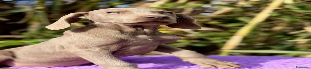 Weimaraner Cachorro 1