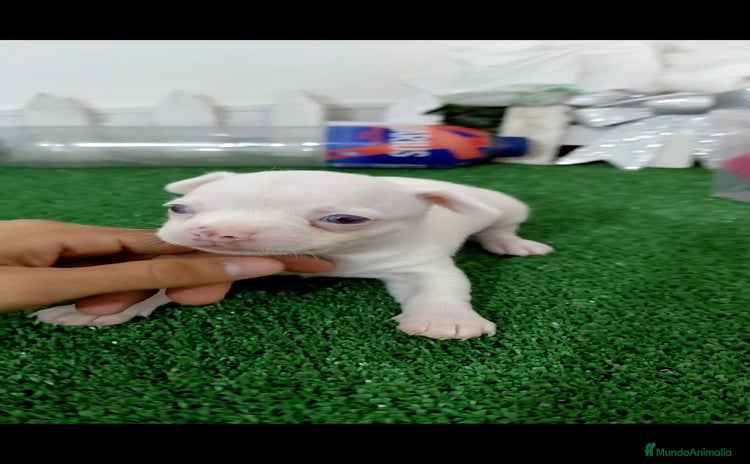 Chihuahua perros - Anuncio 1