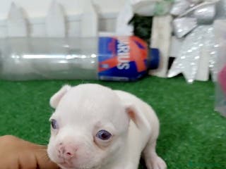 Chihuahua perros Chihuahua merle invisible - Anuncio 3