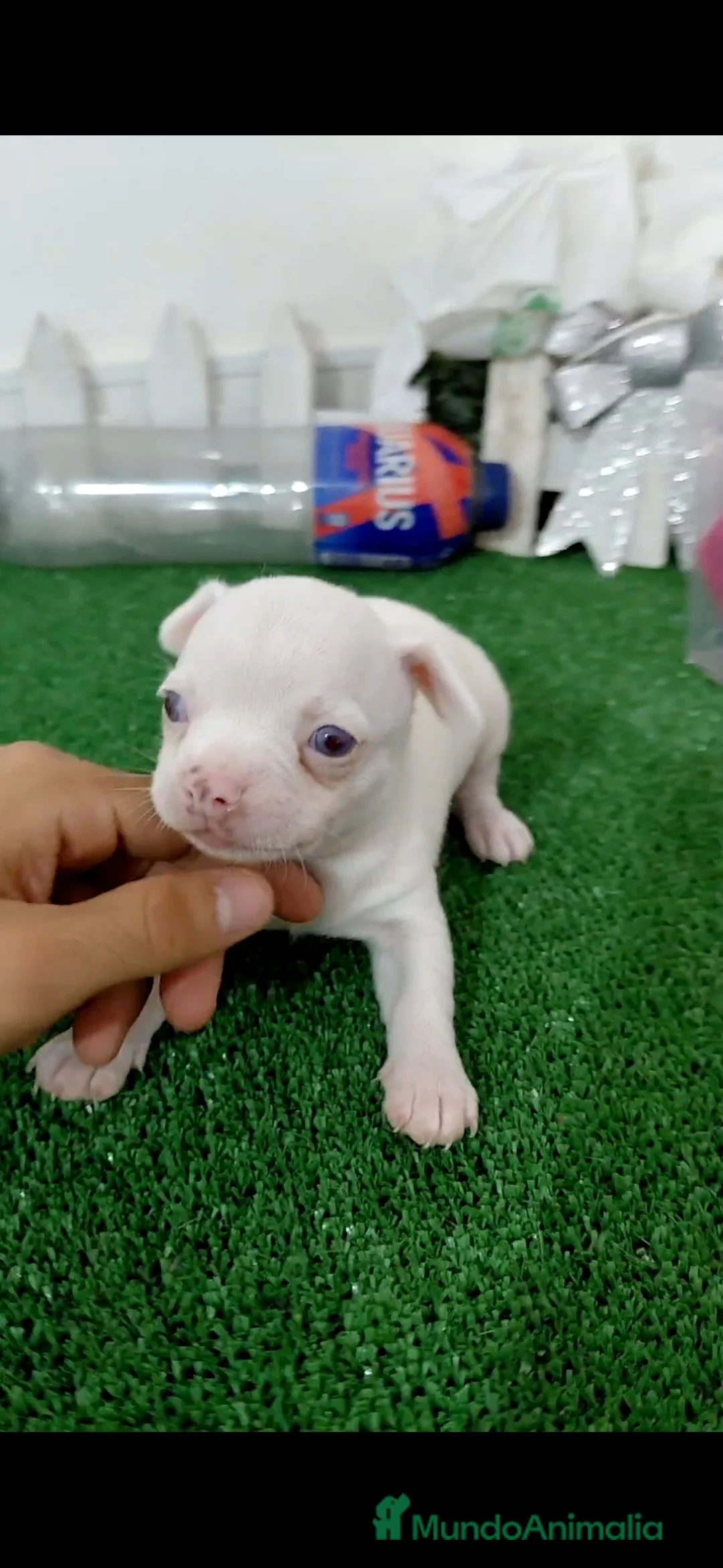 Chihuahua perros en venta: Chihuahua merle invisible - Anuncio 1