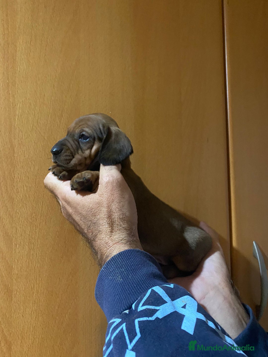 Teckel Miniatura perros en venta: Teckel kanichen - Anuncio 2