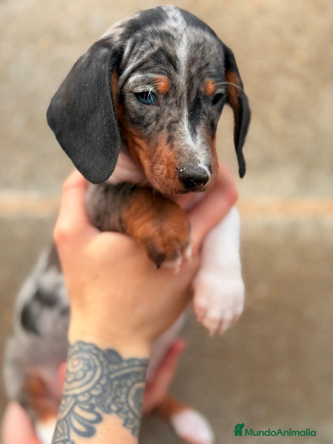 Teckel Miniatura perros en venta: Teckel Arlequin ojo azul  - Anuncio 2