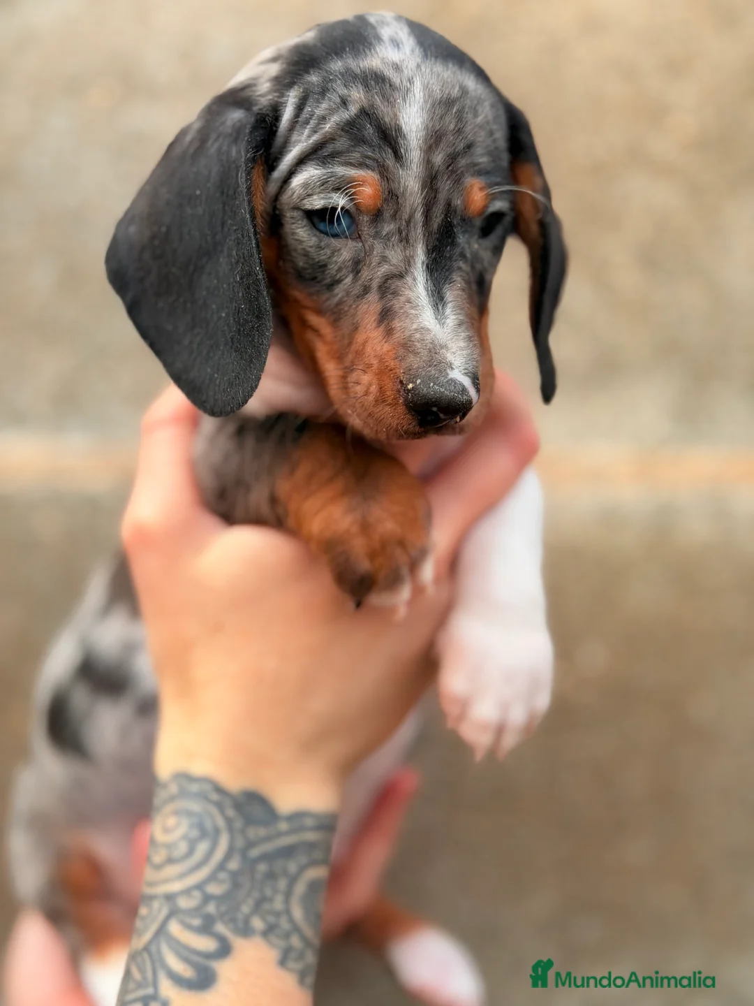 Teckel Miniatura perros en venta: Teckel Arlequin ojo azul  - Anuncio 2