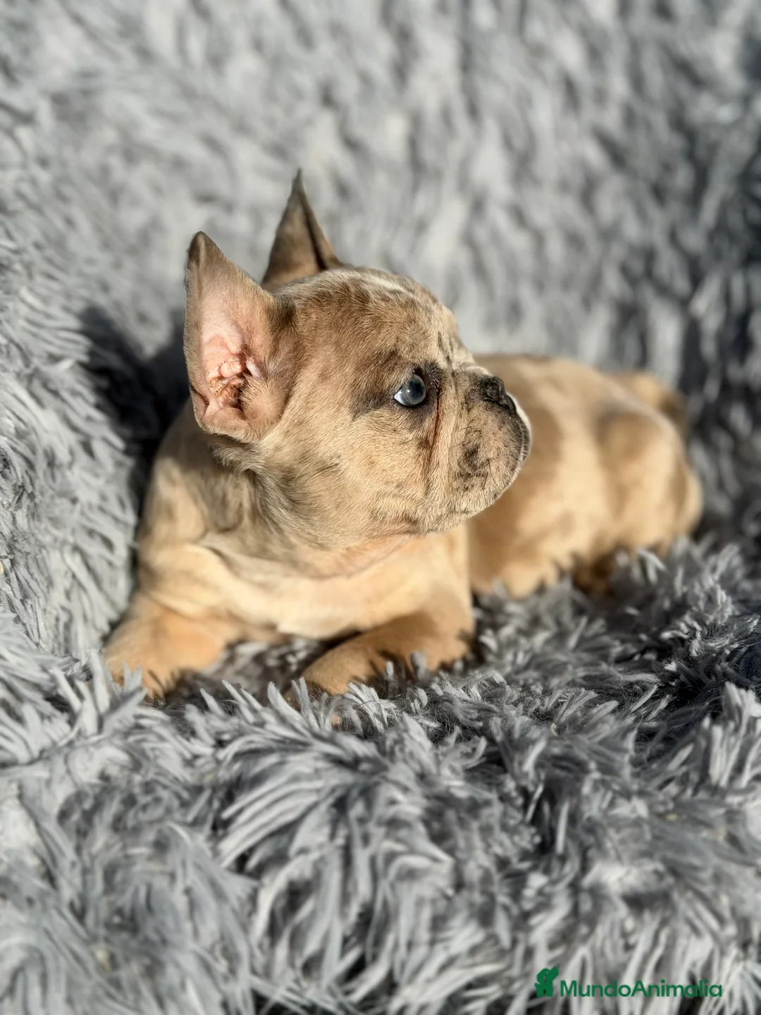 Bulldog Francés perros en venta: Bulldog macho Merle Lilac  - Anuncio 2