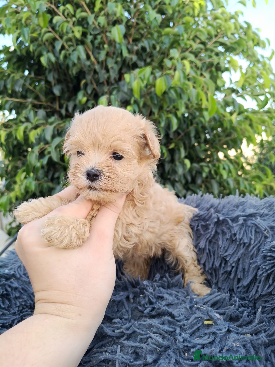 Maltipoo perros en venta: Hembritas maltipoo  - Imagen 4