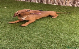 Teckel perros en venta: Teckel ♂️  - Imagen 3