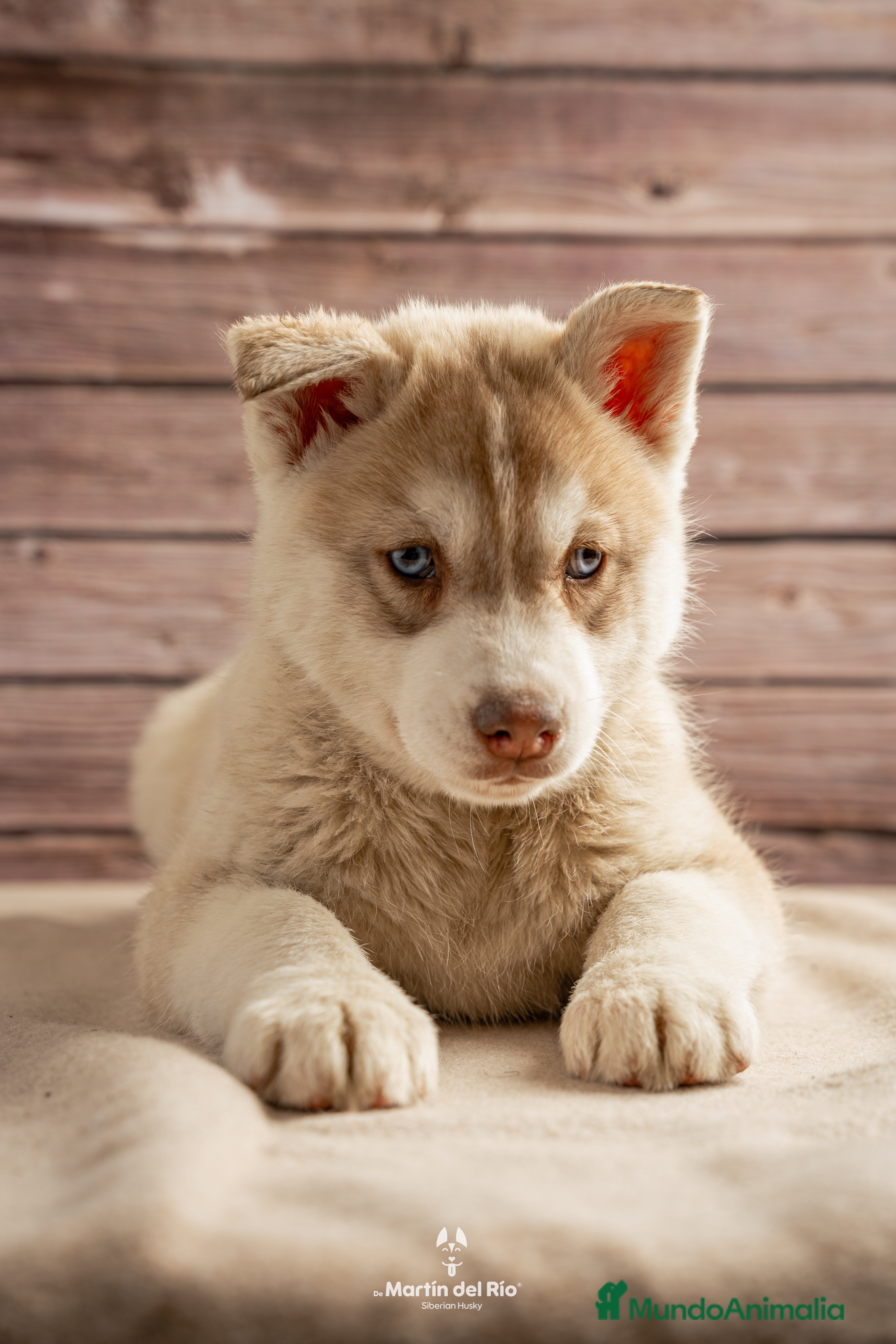 Husky Siberiano perros IDEAL CAMADA HUSKY - Anuncio 1