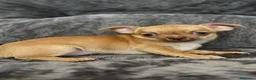 Chihuahua perros en venta: Chihuahuas  - Anuncio 2