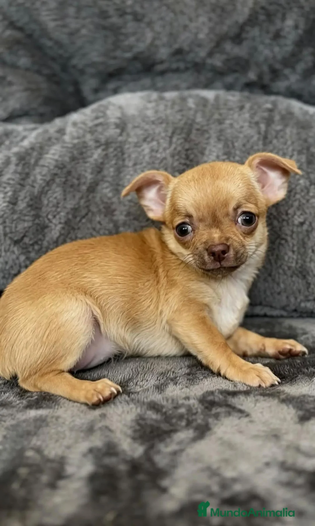 Chihuahua perros en venta: Chihuahuas  - Anuncio 2
