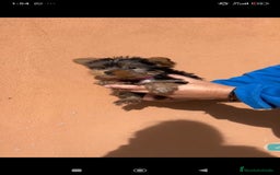 Yorkshire Terrier perros en venta: Ultima cachorra de yorkshire terrier toy  - Anuncio 5