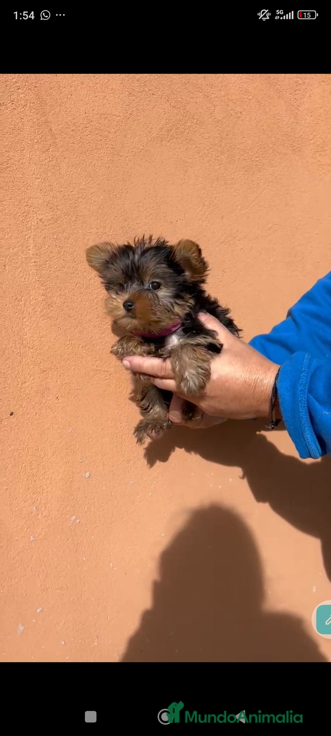 Yorkshire Terrier perros en venta: Ultima cachorra de yorkshire terrier toy  - Anuncio 5