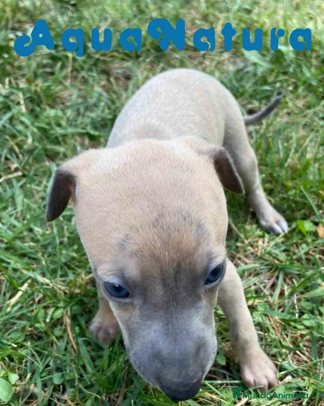 Pequeño Lebrel Italiano perros en venta: Lebrel Italiano Hembra 5886 - AQUANATURA en Barcelona - Anuncio 7