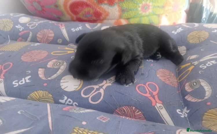 Schnauzer Miniatura perros - Anuncio 6
