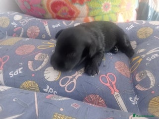 Schnauzer Miniatura perros - Anuncio 31