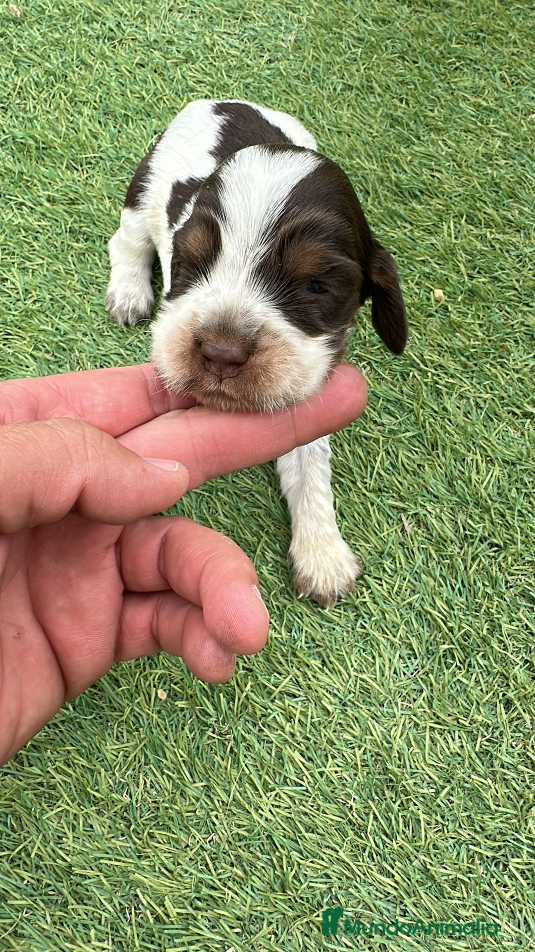 Cocker Spaniel Inglés perros en venta: Exclusivos 3 machos de cocker bicolor chocolate!! - Imagen 6
