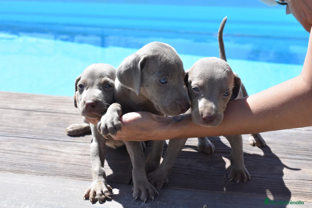 Weimaraner perros en venta: Excelente camada de Braco de Weimar  - Anuncio 1