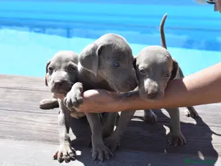 Weimaraner perros Excelente camada de Braco de Weimar - Anuncio 1
