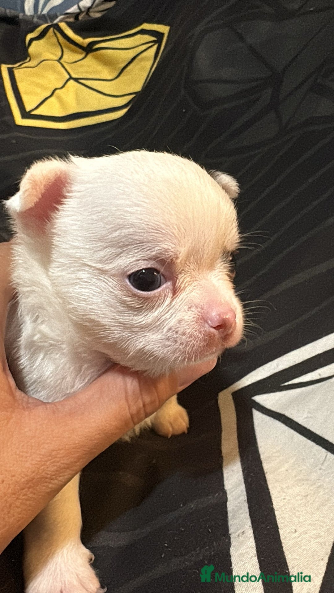 Chihuahua perros en venta: Chihuahua toy rusos - Imagen 9