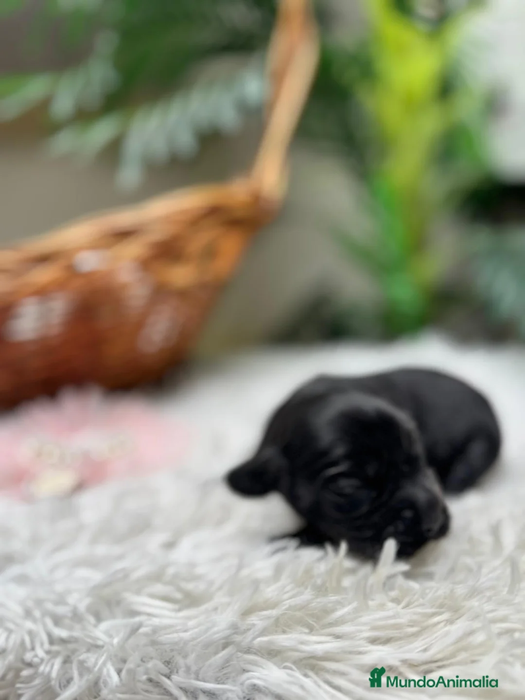 Cocker Spaniel Inglés perros en venta: COCKER SPANIEL INGLES - Anuncio 15