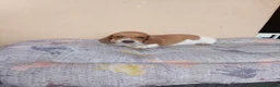 Teckel Miniatura perros en venta: Teckel mini - Anuncio 3