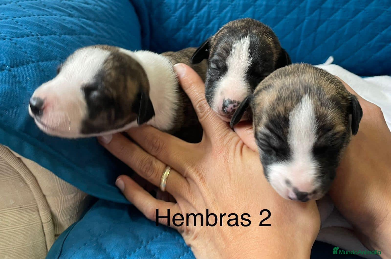 Whippet perros en venta: WHIPPET ( TODA ESPAÑA )  - Anuncio 3
