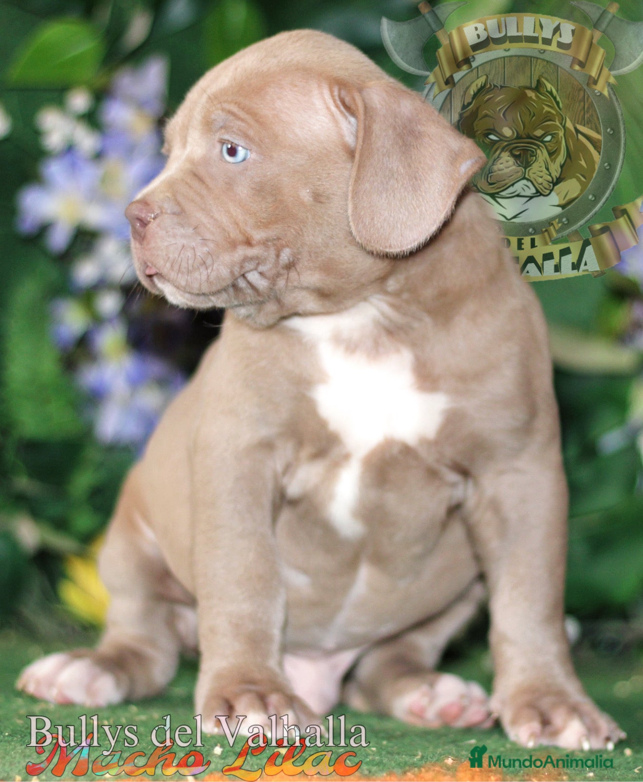 American Bully perros AMERICAN BULLY XL / AMERICAN BULLY XXL  - Anuncio 2