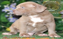 American Bully perros en venta: AMERICAN BULLY XL / AMERICAN BULLY XXL  - Imagen 2
