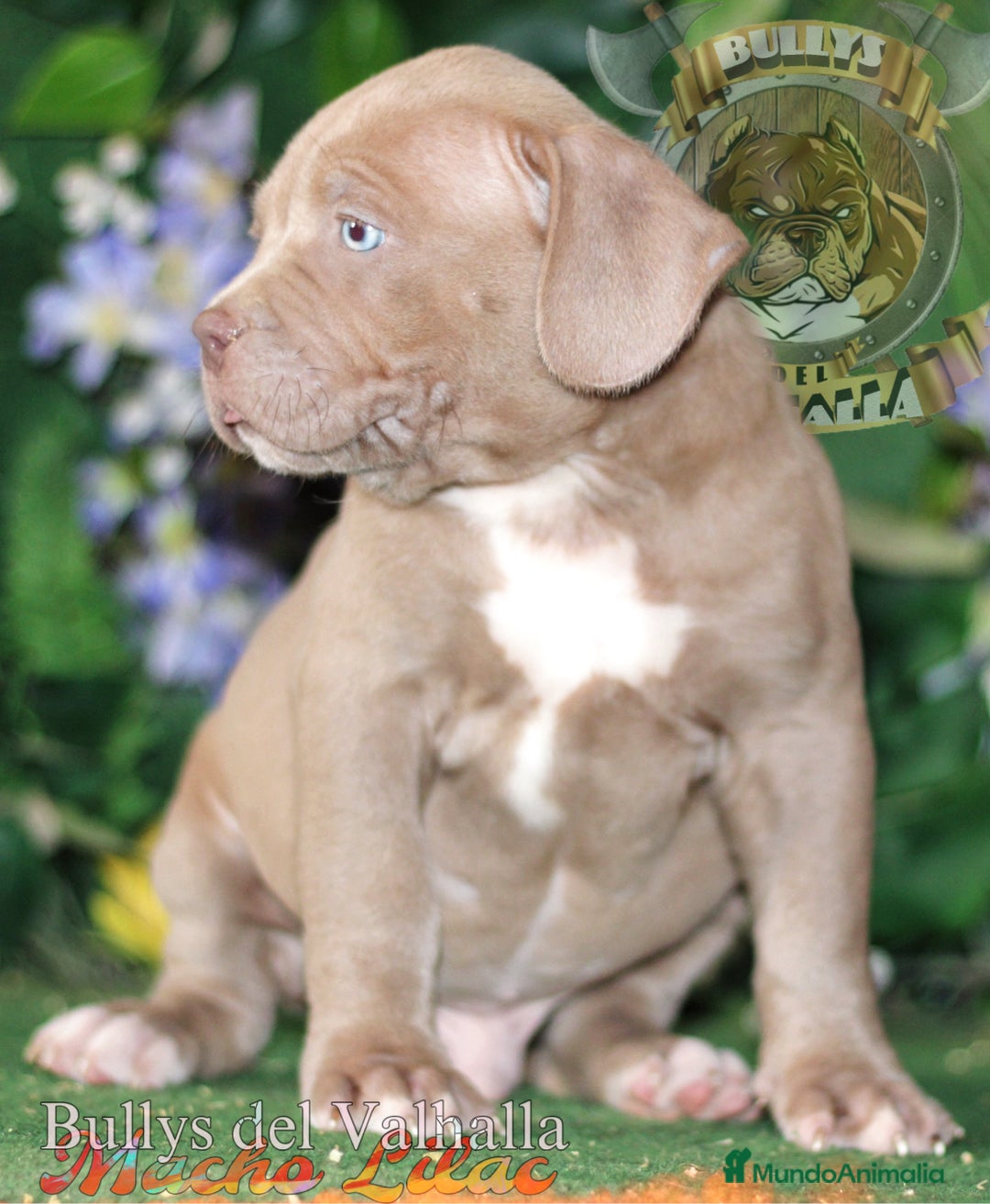 American Bully perros en venta: AMERICAN BULLY XL / AMERICAN BULLY XXL  - Imagen 2