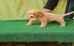 Maltipoo perros en venta: Maltipoo toy - Imagen 1