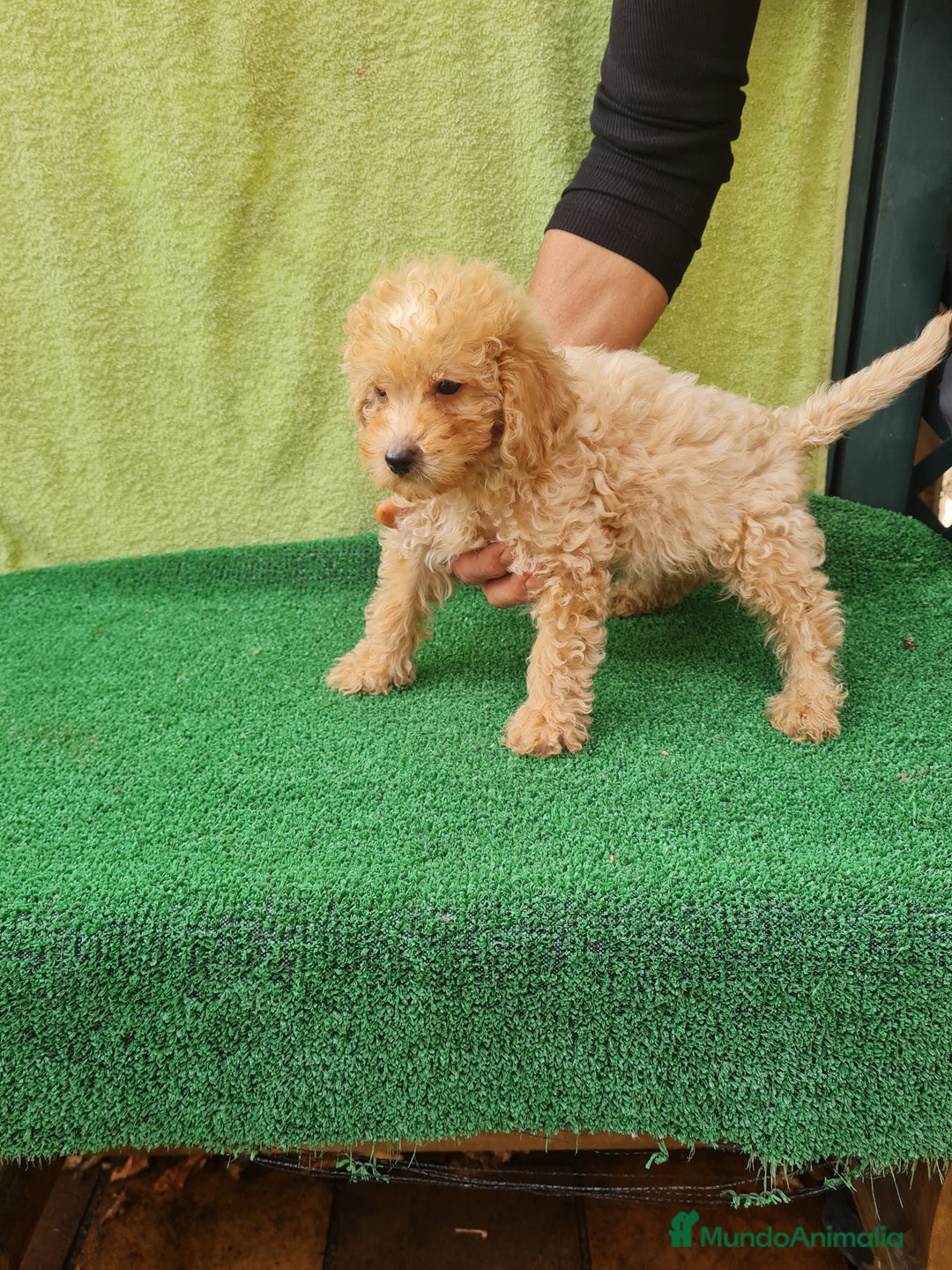 Maltipoo perros en venta: Maltipoo toy - Imagen 1