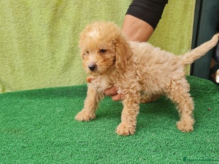 Maltipoo perros - Anuncio 12